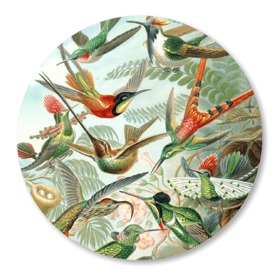 Basisbestand Kolibris Heackel