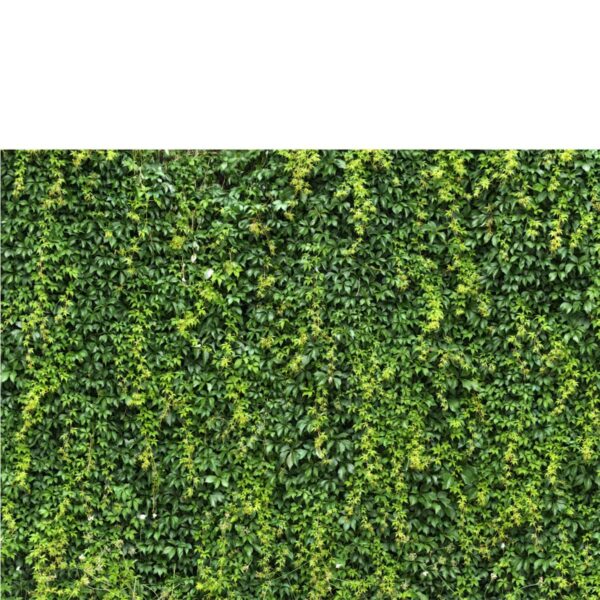behang op maat groene wand