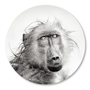 Foto-aap-cirkel-Babboon.png