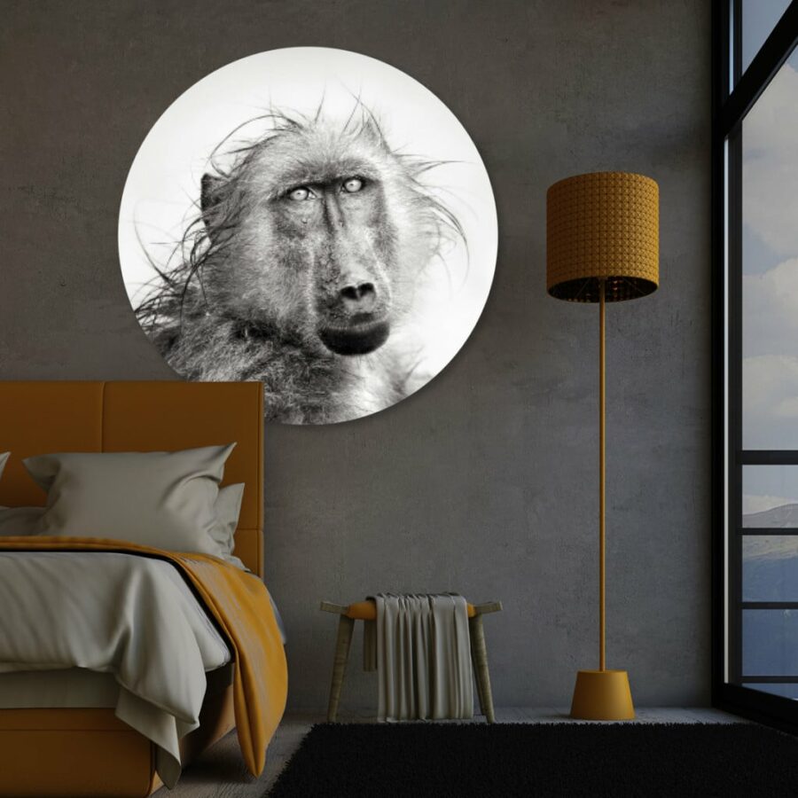 Portret-Baboon-volgfoto1.jpg