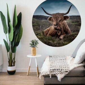 Schotse-hooglander-volgfoto-1.jpg